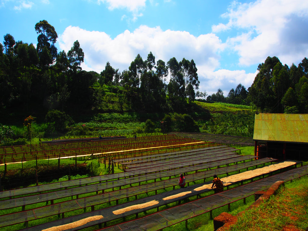 KENYA KII PB
