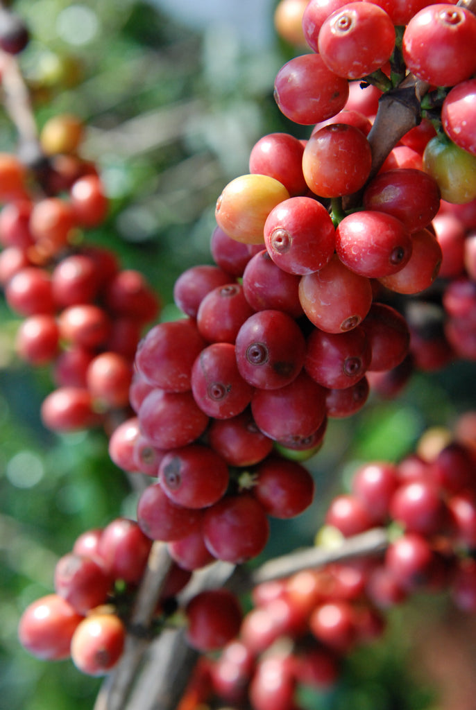 KENYA KII PB